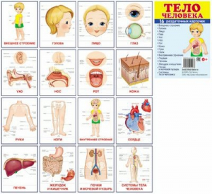 Раздаточные карточки "Тело человека" - fgospostavki.ru - Тольятти