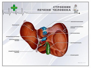 Стенд "Строение печени человека" - fgospostavki.ru - Тольятти