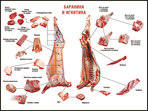 Таблица "Правила разделки мясных туш. Баранина и ягнятина" (100х140 сантиметров, винил) - fgospostavki.ru - Тольятти