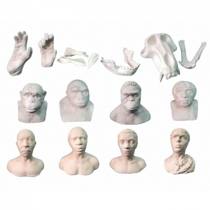 Набор моделей палеонтологических находок "Происхождение человека"	 - fgospostavki.ru - Тольятти