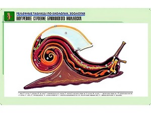 Рельефная таблица "Внутреннее строение брюхоногого моллюска" (формат А1, матовое ламинирование) - fgospostavki.ru - Тольятти