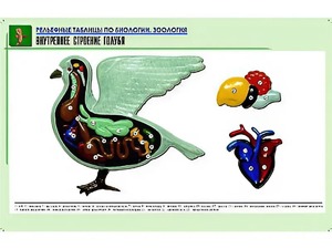 Рельефная таблица "Внутреннее строение голубя" (формат А1, матовое ламинирование) - fgospostavki.ru - Тольятти