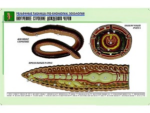Рельефная таблица "Внутреннее строение дождевого червя" (формат А1, матовое ламинирование) - fgospostavki.ru - Тольятти