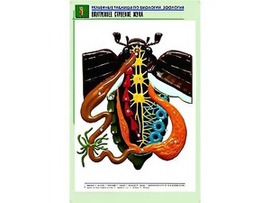 Рельефная таблица "Внутреннее строение жука" (формат А1, матовое ламинирование) - fgospostavki.ru - Тольятти