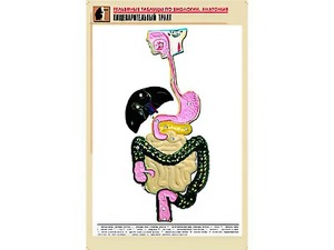 Рельефная таблица "Пищеварительный тракт" (формат А1, матовое ламинирование) - fgospostavki.ru - Тольятти