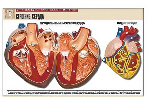 Рельефная таблица "Строение сердца" (формат А1, матовое ламинирование) - fgospostavki.ru - Тольятти