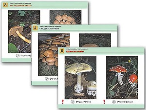 Комплект таблиц раздаточных "Грибы съедобные и несъедобные" (цветные, ламинированные, А4, 8 штук) - fgospostavki.ru - Тольятти