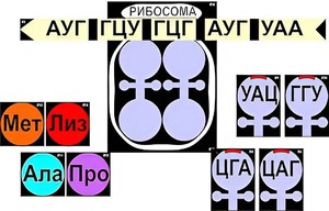 Модель-аппликация "Биосинтез белка" (ламинированная) - fgospostavki.ru - Тольятти