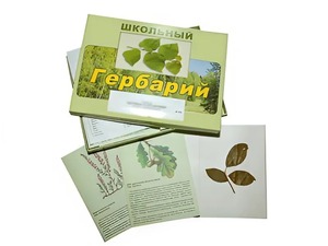 Гербарий "Дикорастущие растения" (30 видов, с иллюстрациями) - fgospostavki.ru - Тольятти