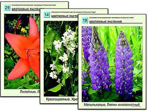 Гербарий фотографический "Основные группы растений" - fgospostavki.ru - Тольятти