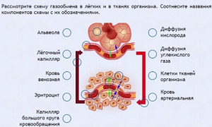 Интерактивные курсы. Биология 9 класс. Расширенный. - fgospostavki.ru - Тольятти