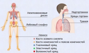 Интерактивные курсы. Биология 9 класс. Базовый. - fgospostavki.ru - Тольятти