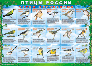 Комплект таблиц "Птицы России (4 листа)" (100х140 сантиметров, винил) - fgospostavki.ru - Тольятти