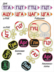 Модель-аппликация Биосинтез белка - fgospostavki.ru - Тольятти