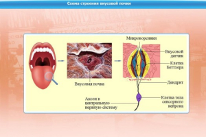 Интерактивные курсы. Биология 10 класс. Расширенный. - fgospostavki.ru - Тольятти