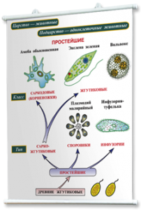 Плакаты по биологии для оформления кабинета. - fgospostavki.ru - Тольятти