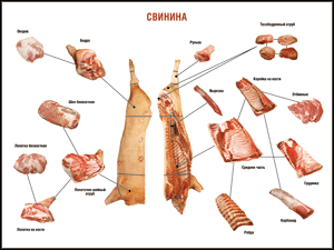 Таблица "Правила разделки мясных туш. Свинина" (100х140 сантиметров. винил) - fgospostavki.ru - Тольятти