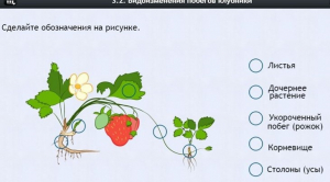 Интерактивные курсы. Биология 7 класс. Расширенный. - fgospostavki.ru - Тольятти