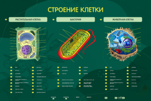 Электрифицированный стенд "Строение клетки" с маркерными полями - fgospostavki.ru - Тольятти