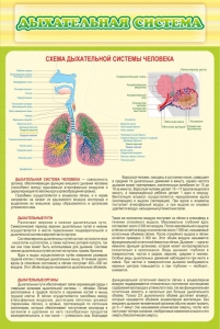 Стенд "Дыхательная система" - fgospostavki.ru - Тольятти