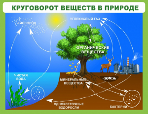 Стенд "Круговорот веществ" - fgospostavki.ru - Тольятти