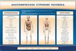 Электрифицированный стенд-тренажер c макетом скелета "Анатомическое строение человека" - fgospostavki.ru - Тольятти