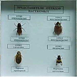 Коллекция энтомологическая "Представители отряда насекомых" - fgospostavki.ru - Тольятти