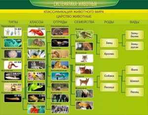 Стенд "Систематика животных" - fgospostavki.ru - Тольятти
