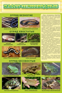 Стенд "Класс земноводные" - fgospostavki.ru - Тольятти