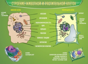 Стенд "Строение животной и растительной клеток" - fgospostavki.ru - Тольятти