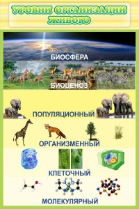 Стенд "Уровни организации живого" - fgospostavki.ru - Тольятти