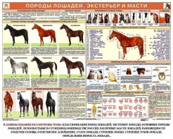 Комплект плакатов "Служебное коневодство" - fgospostavki.ru - Тольятти