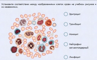 Интерактивные курсы. Биология 11 класс. Расширенный. - fgospostavki.ru - Тольятти