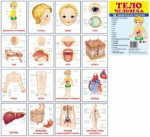 Раздаточные карточки "Тело человека" - fgospostavki.ru - Тольятти