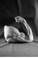 Рука согнутая в локте (гипс) - fgospostavki.ru - Тольятти