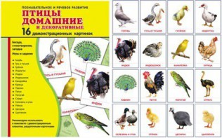 Демонстрационные карточки "Птицы домашние и декоративные" - fgospostavki.ru - Тольятти