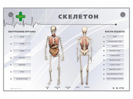 Электрифицированный стенд-тренажер "Скелетон" - fgospostavki.ru - Тольятти