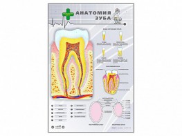 Электрифицированный стенд "Анатомия зуба" - fgospostavki.ru - Тольятти