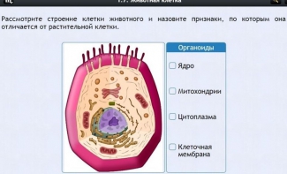 Интерактивные курсы. Биология 8 класс. Базовый - fgospostavki.ru - Тольятти