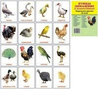 Раздаточные карточки "Птицы домашние и декоративные" - fgospostavki.ru - Тольятти