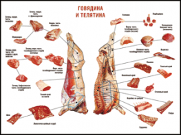Таблица "Правила разделки мясных туш. Говядина и телятина" (100х140 сантиметров, винил) - fgospostavki.ru - Тольятти