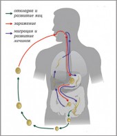 Модель-аппликация Цикл развития аскариды - fgospostavki.ru - Тольятти