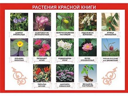 Таблица демонстрационная "Растения Красной книги" (винил 100*140) - fgospostavki.ru - Тольятти