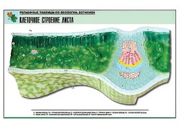 Рельефная таблица "Клеточное строение листа" (формат А1, матовое ламинирование) - fgospostavki.ru - Тольятти