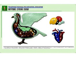 Рельефная таблица "Внутреннее строение голубя" (формат А1, матовое ламинирование) - fgospostavki.ru - Тольятти