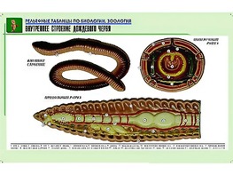 Рельефная таблица "Внутреннее строение дождевого червя" (формат А1, матовое ламинирование) - fgospostavki.ru - Тольятти