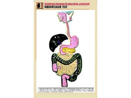 Рельефная таблица "Пищеварительный тракт" (формат А1, матовое ламинирование) - fgospostavki.ru - Тольятти