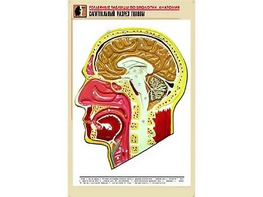 Рельефная таблица "Сагиттальный разрез головы" (формат А1, матовое ламинирование) - fgospostavki.ru - Тольятти