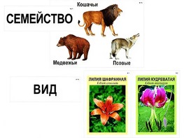 Модель-аппликация "Классификация растений и животных" (ламинированная) - fgospostavki.ru - Тольятти
