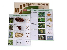 Коллекция "Шишки, плоды, семена деревьев и кустарников" - fgospostavki.ru - Тольятти